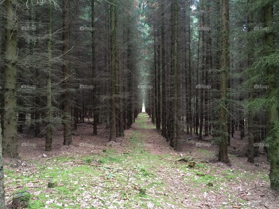 Line of trees in autumn forest.