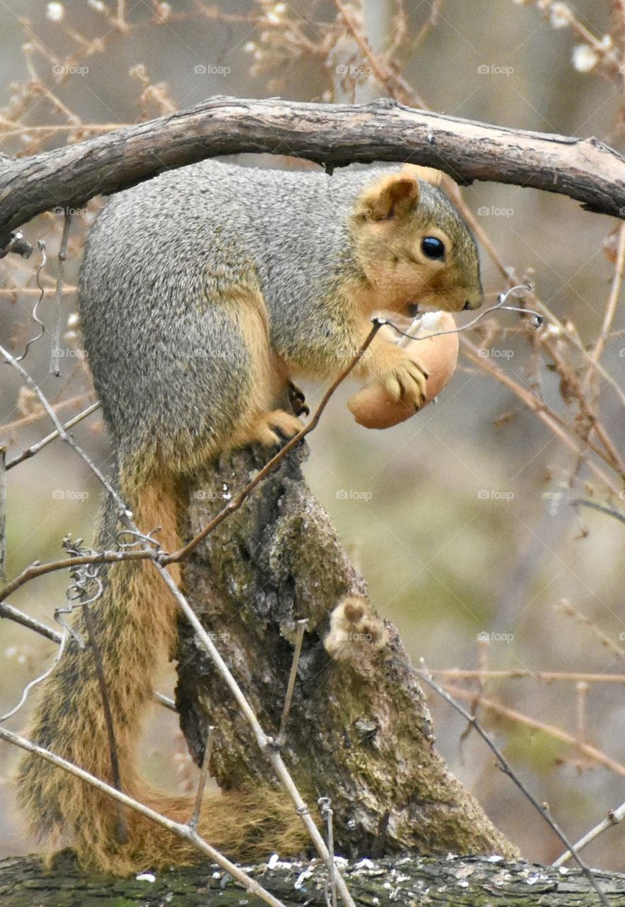 Squire eating a bun