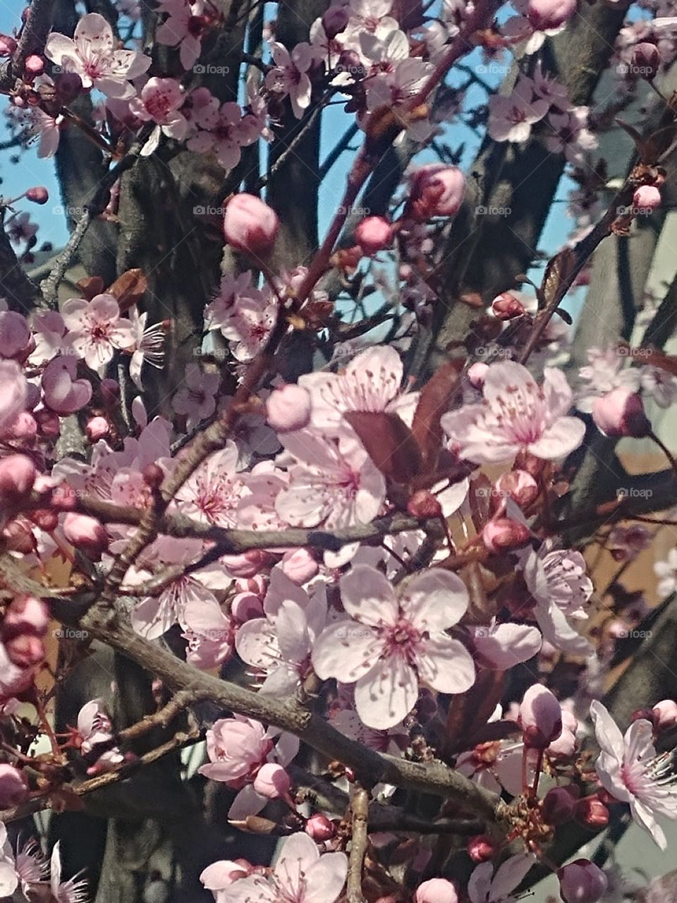 look at all the pretty Blossom and buds absolutely love cherry trees blossoms! They they're so delicate, they're pink, they're beautiful