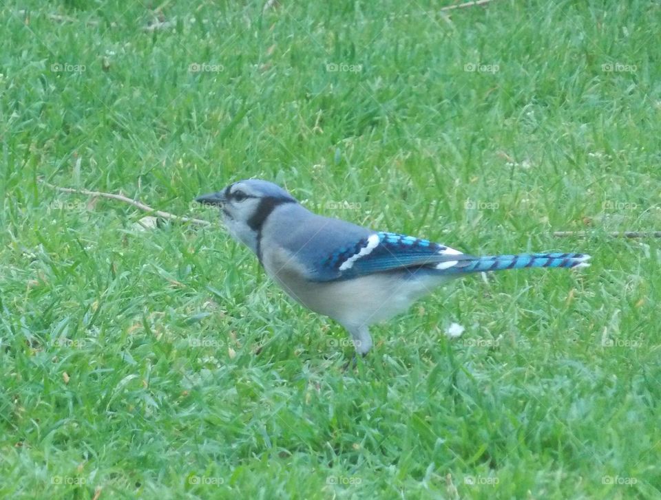 Blue Jay