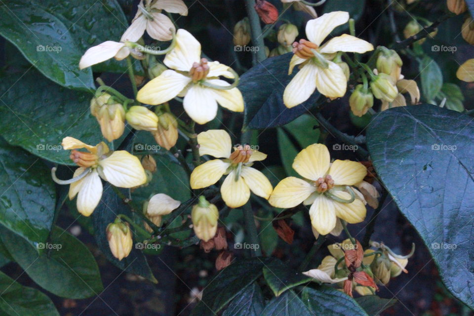 fresh rain drops on yellow flowers