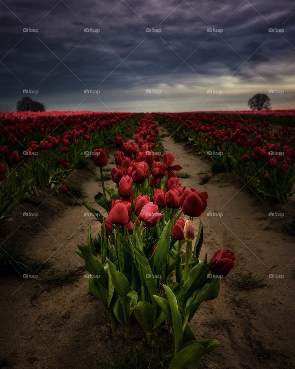 Dramatic tulips 