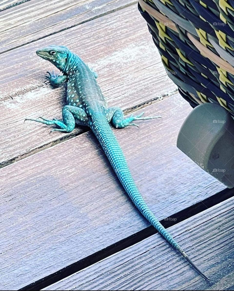 All Lizards on Deck...or just that guy