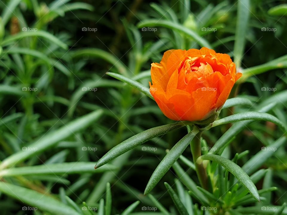 beautiful flowers in my garden