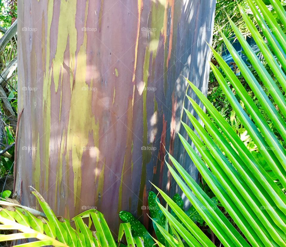 Rainbow eucalyptus tree trunk