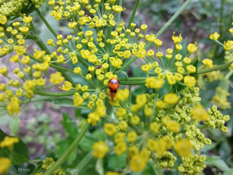 ladybug