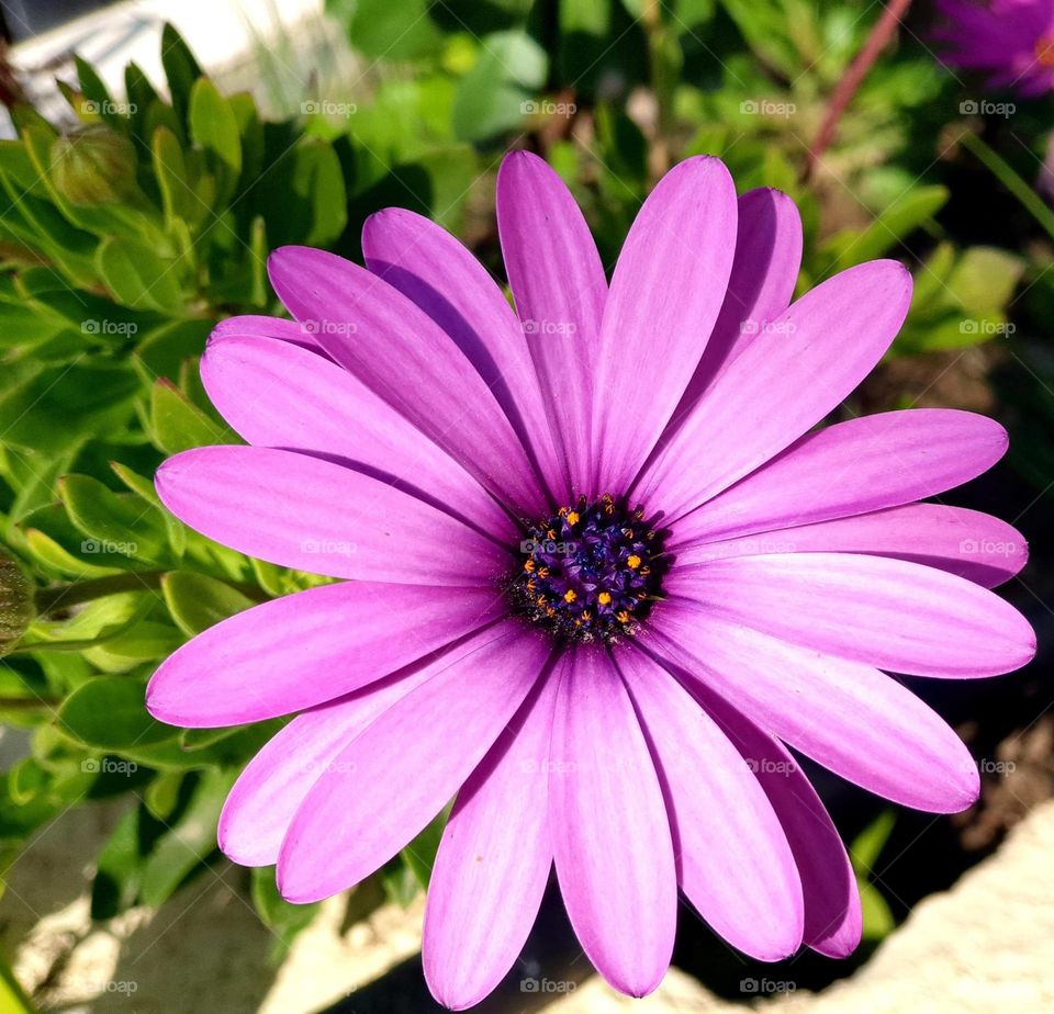 Flower#blossom#nature#colors