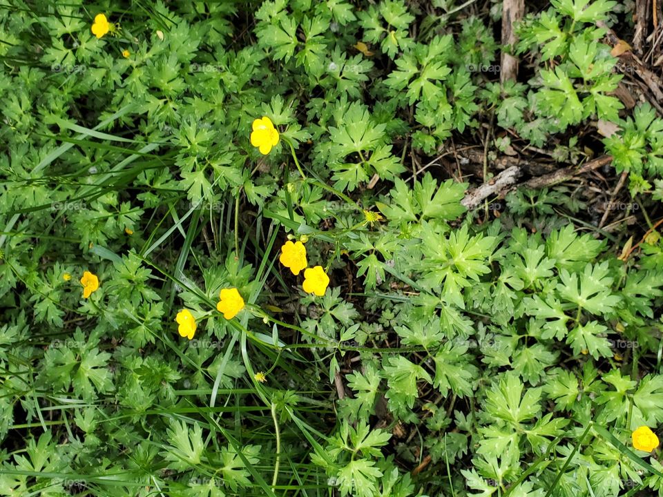 Wild flowers in the park