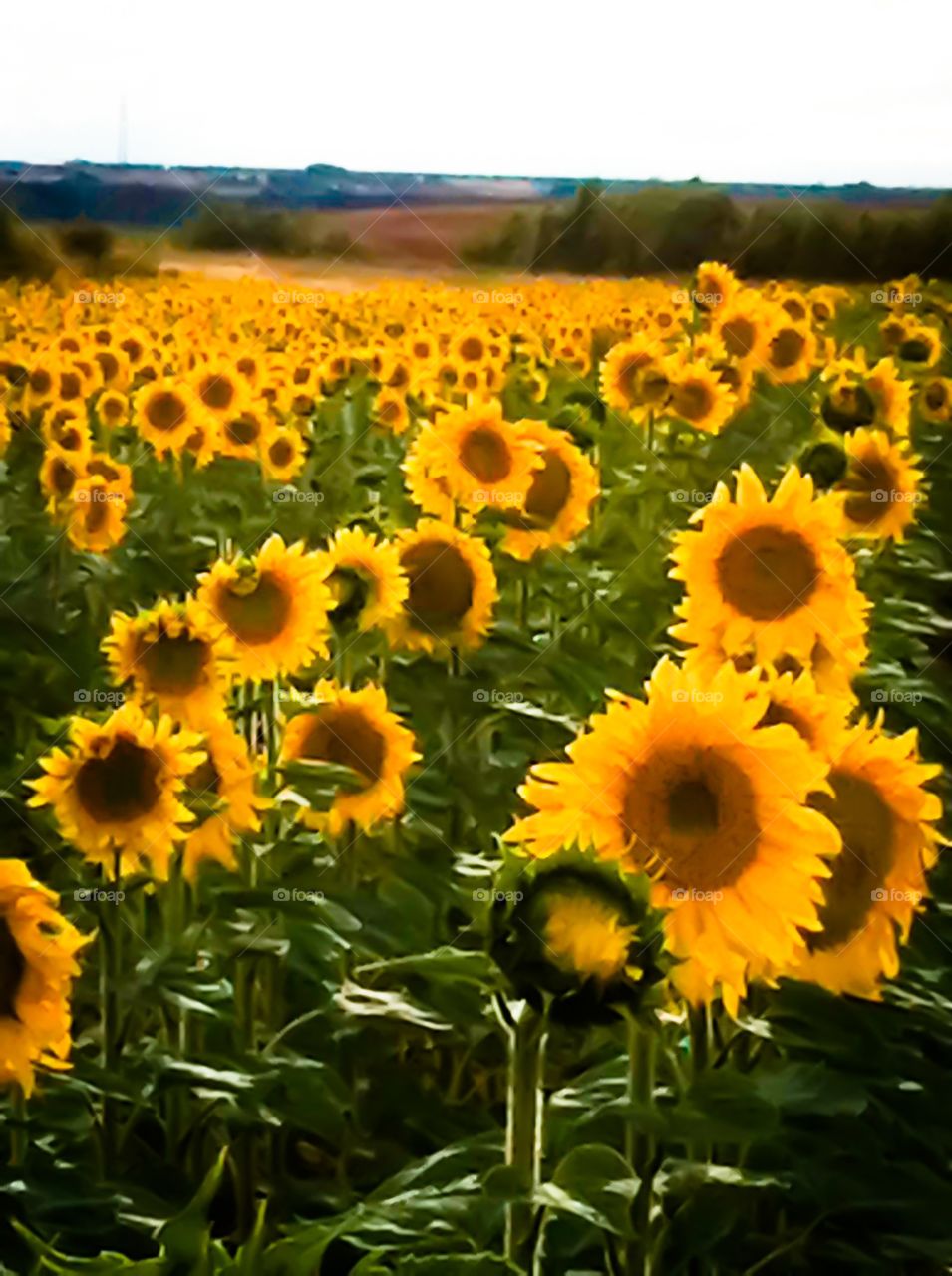 Sunflowers. Sunflowers field