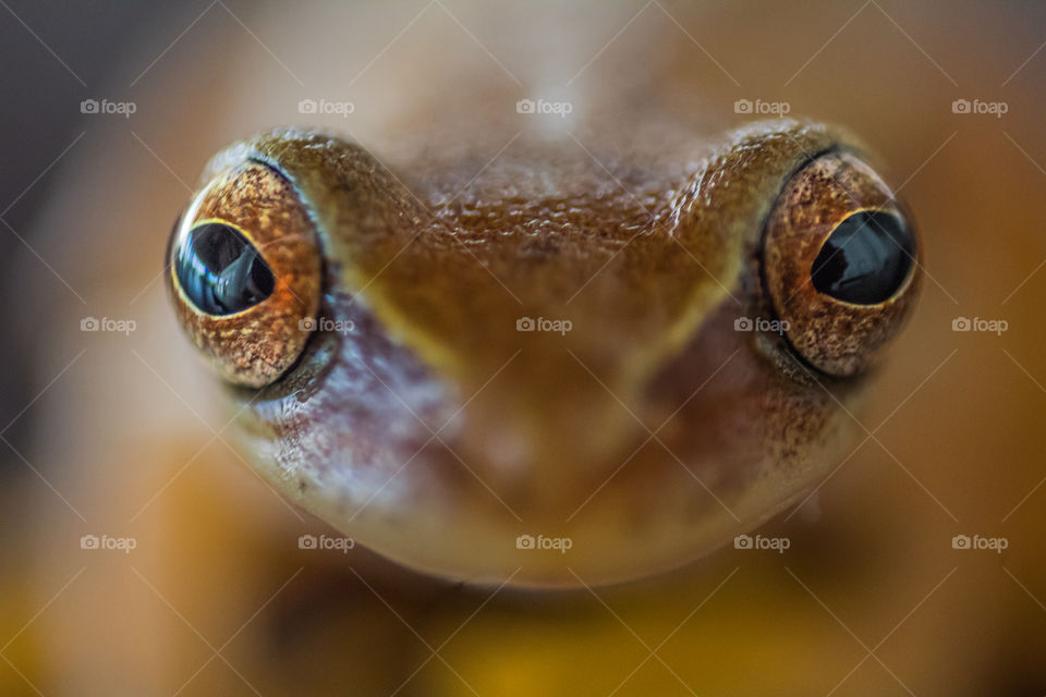 Macro shot of the eyes of a frog.