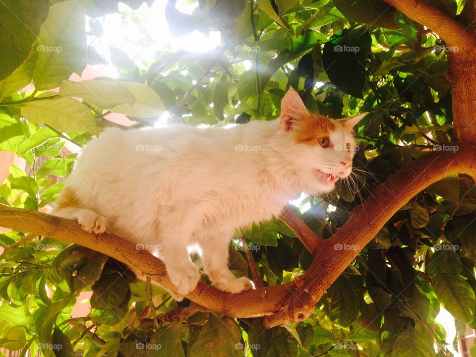 Cat on a tree