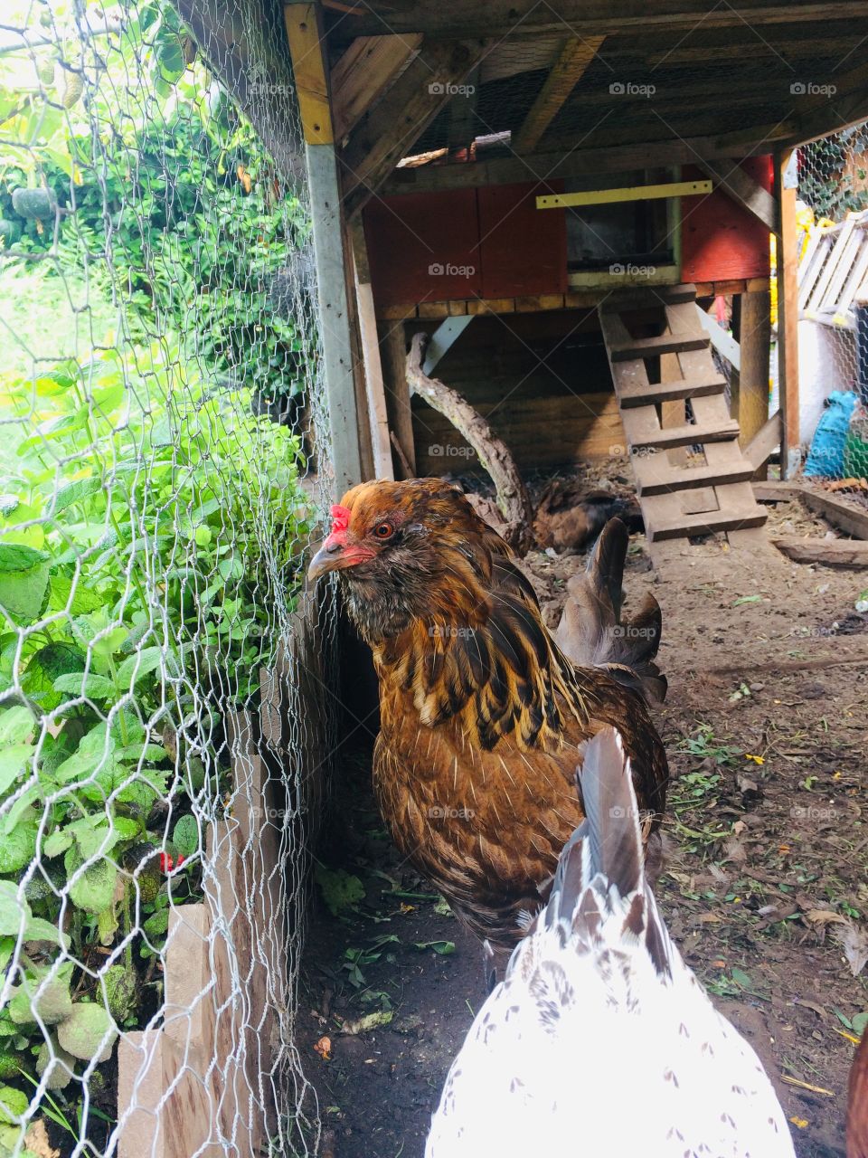 Chickens