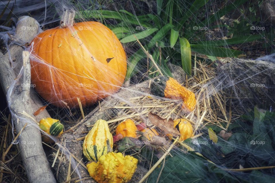 Spooky season / Pumpkin and gourds