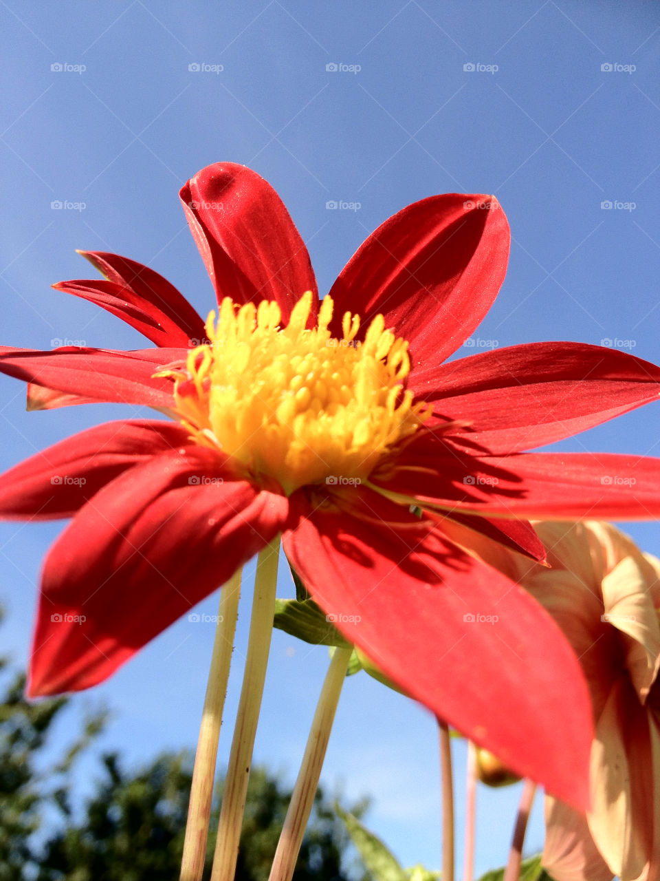 sweden garden flower sommar by elluca