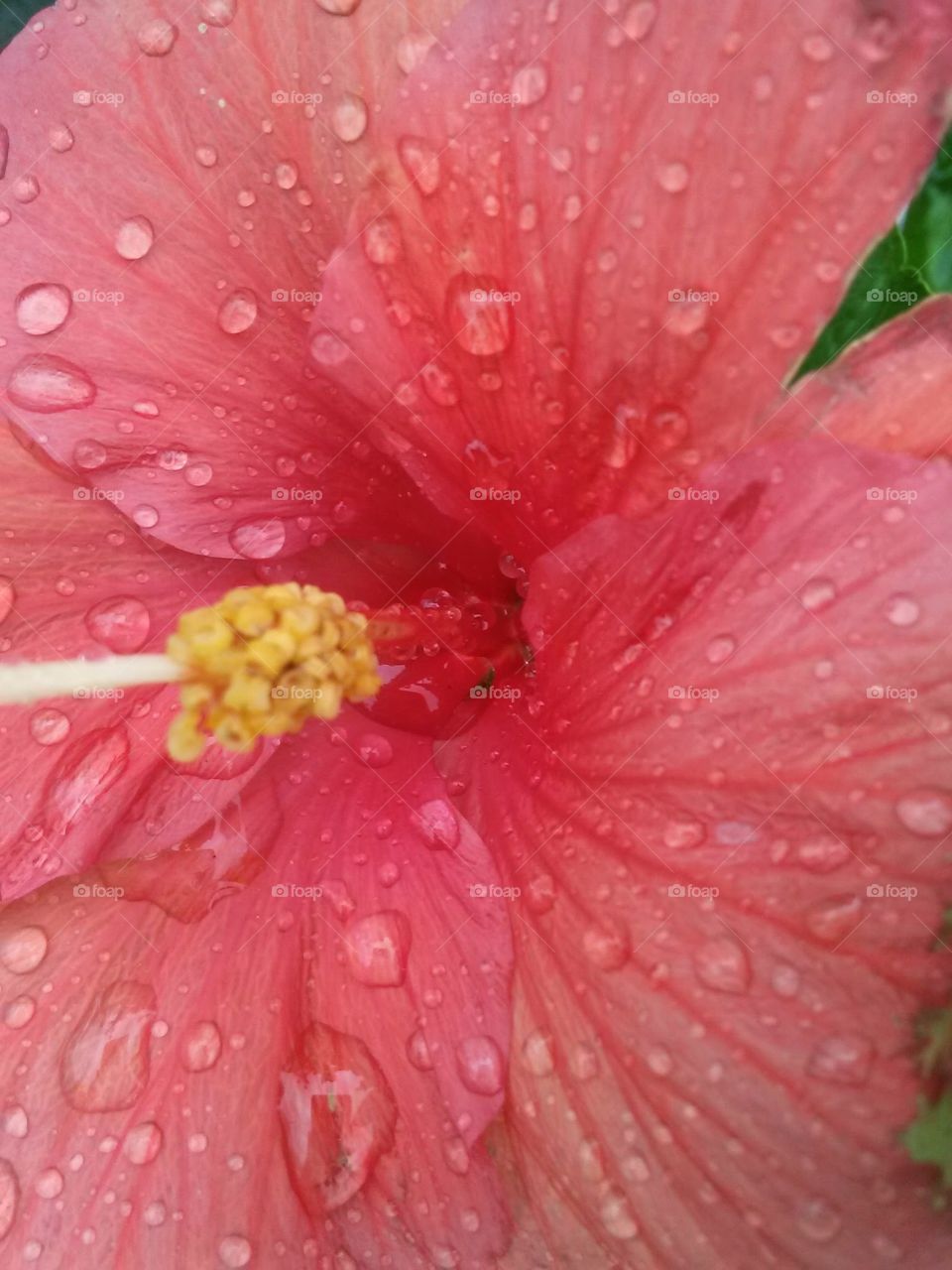 raindrops on petals. hibiscus 