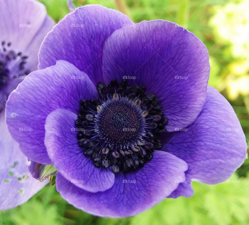 Anemone 2