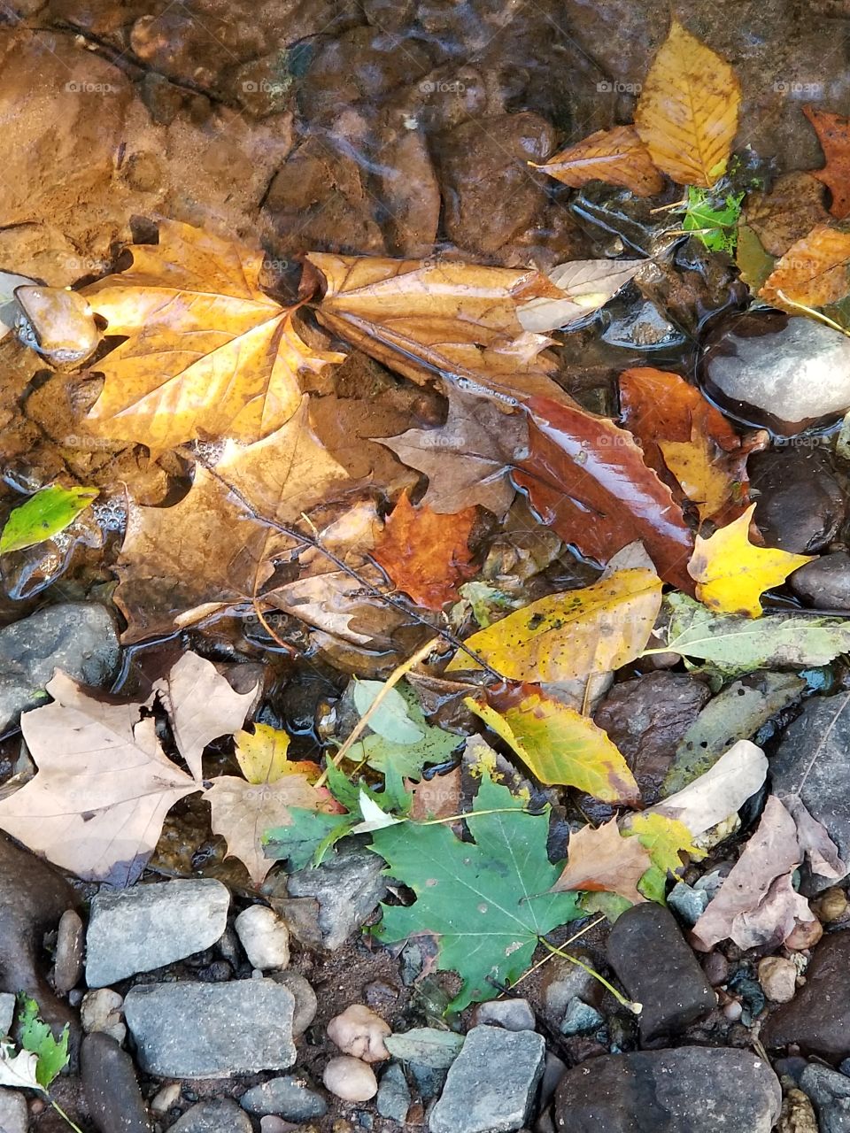 a rainbow of fallen leaves