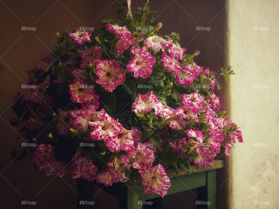 Beautiful print for this flower