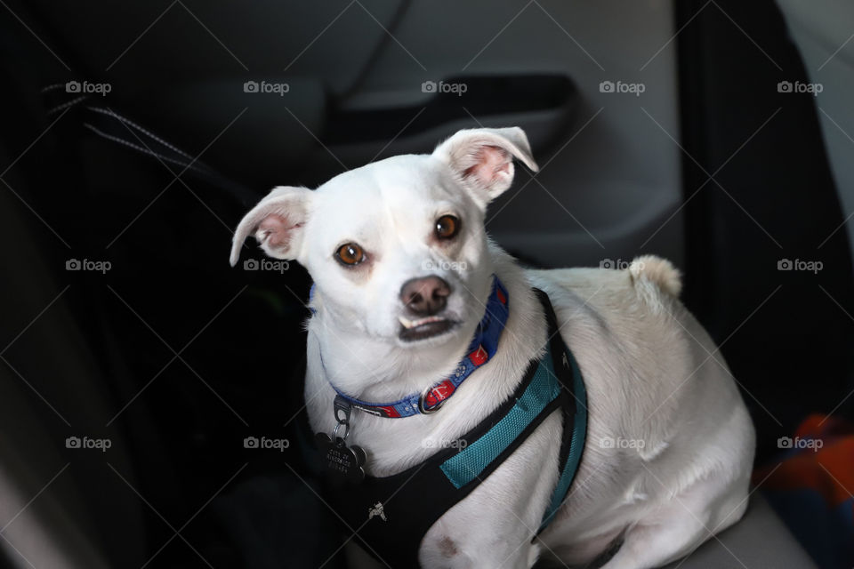 Jack Russell Terrier 