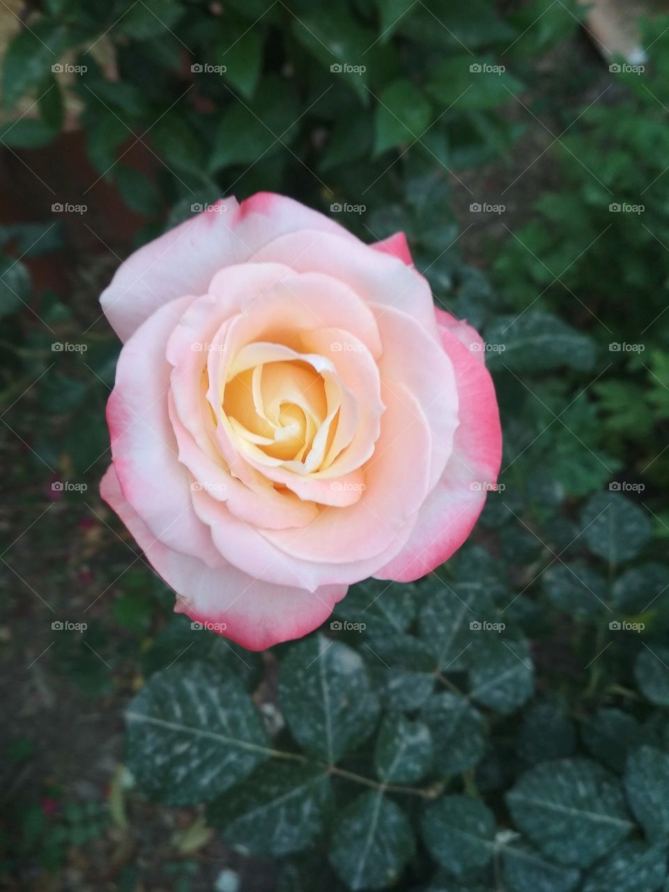 so pretty rose