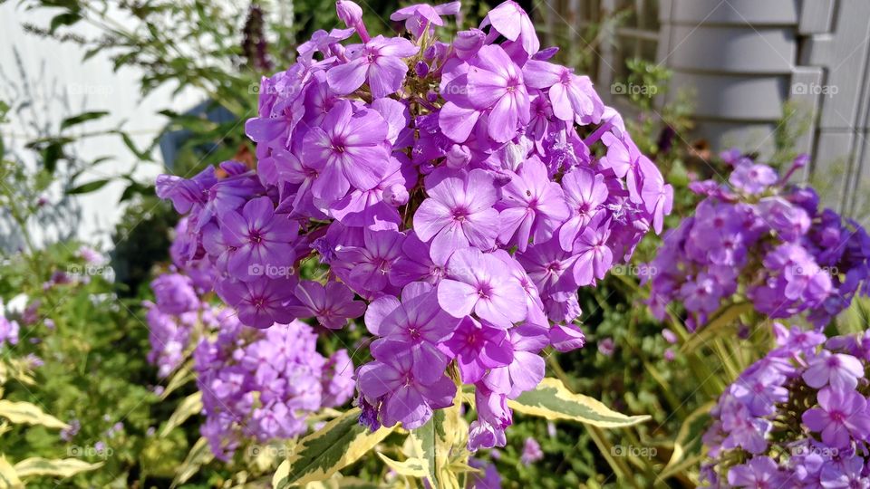 Flower, Flora, Nature, Garden, Summer