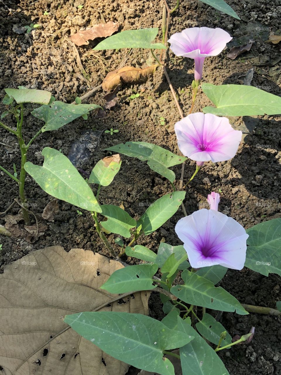 Plants around everywhere, Countryside (Thailand)