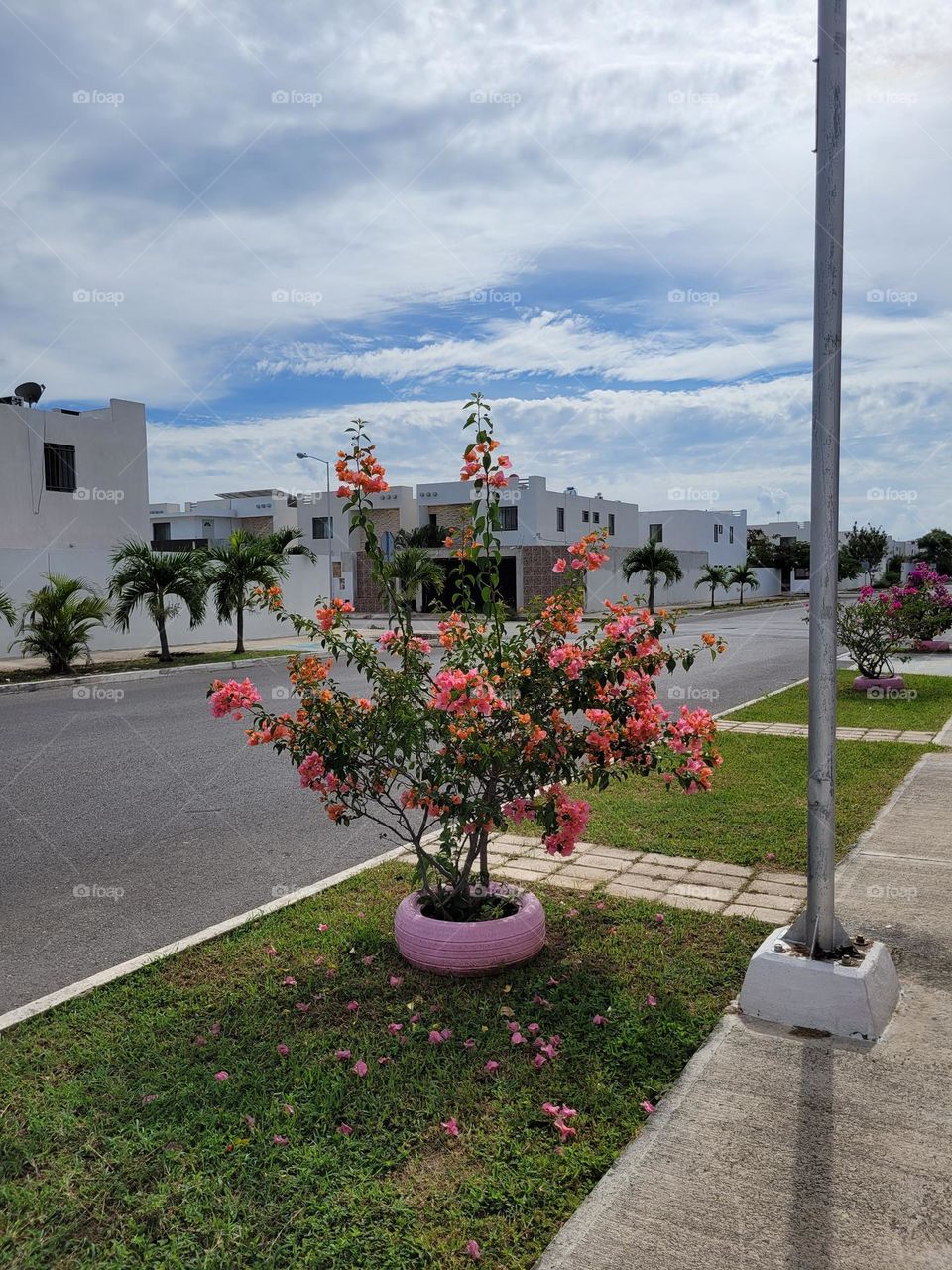 plantas en la ciudad