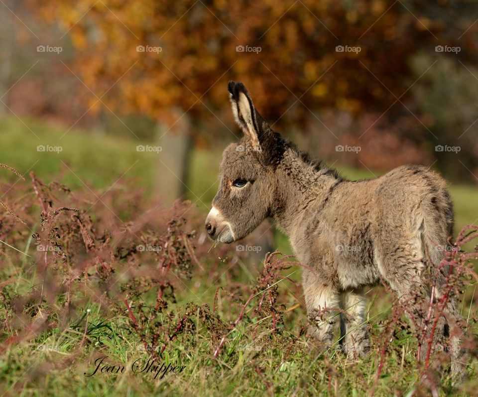 Baby Donkey