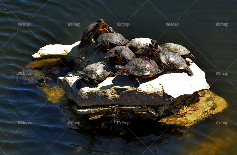 Sunbathing. Turtles