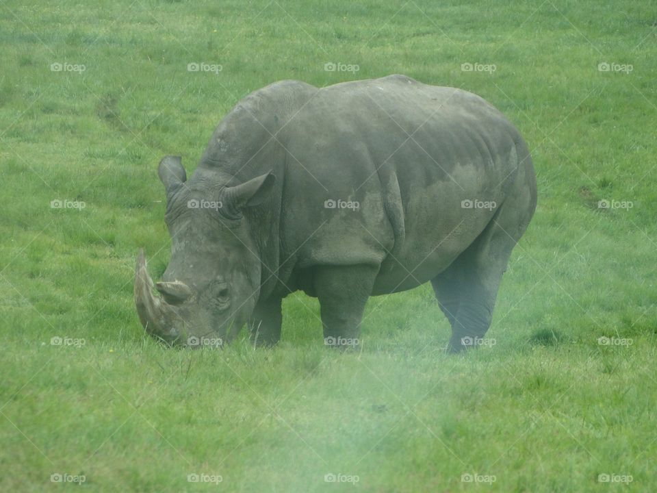 Rhino. At a safari in Canada 
