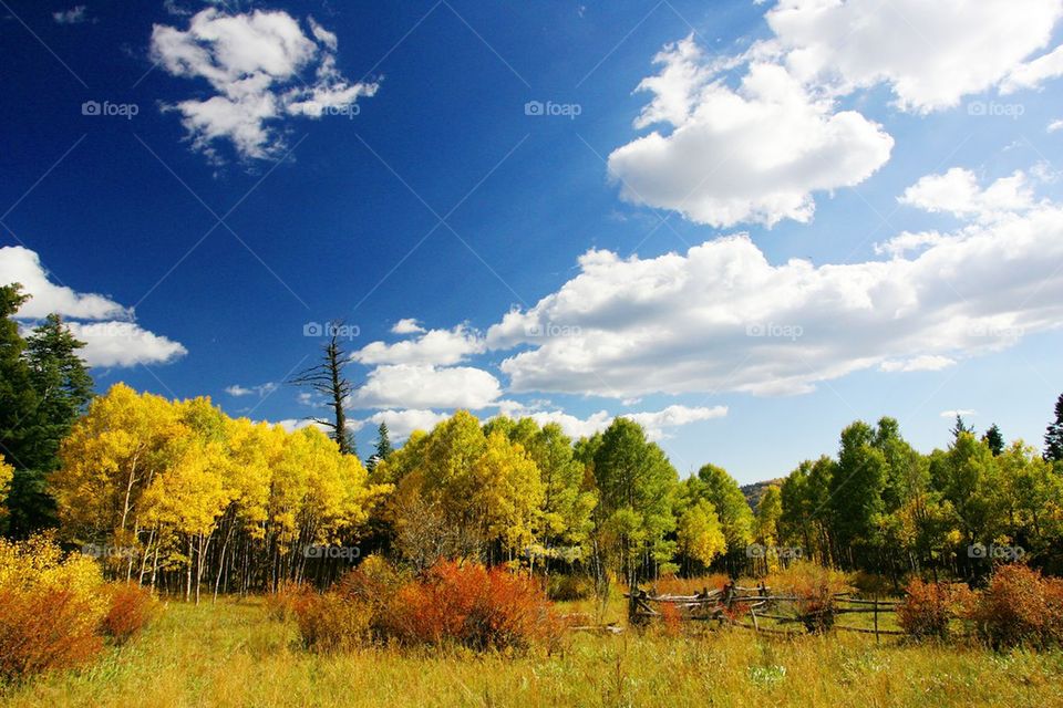 Aspen forest in New Mexico