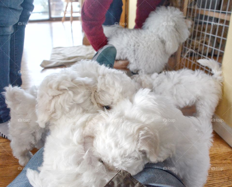 A pile of Bichon Frisée puppies