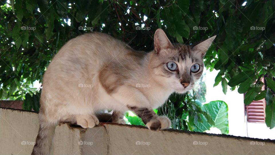 Um gato sobre o muro.