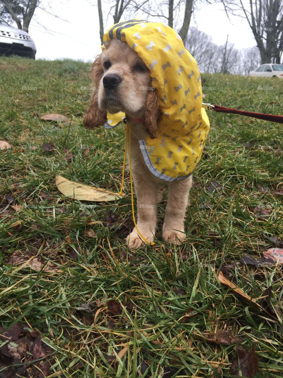Puppy raincoat 