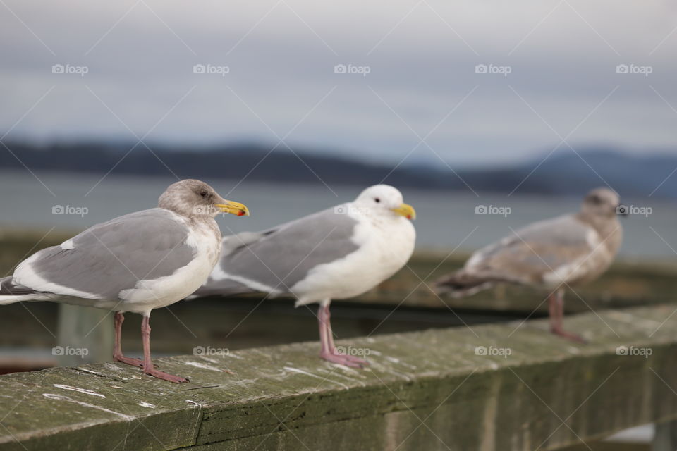 Three seagulls perching on docks 