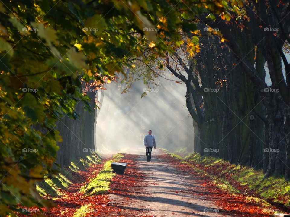 autumn lane with colorful leaves and trees