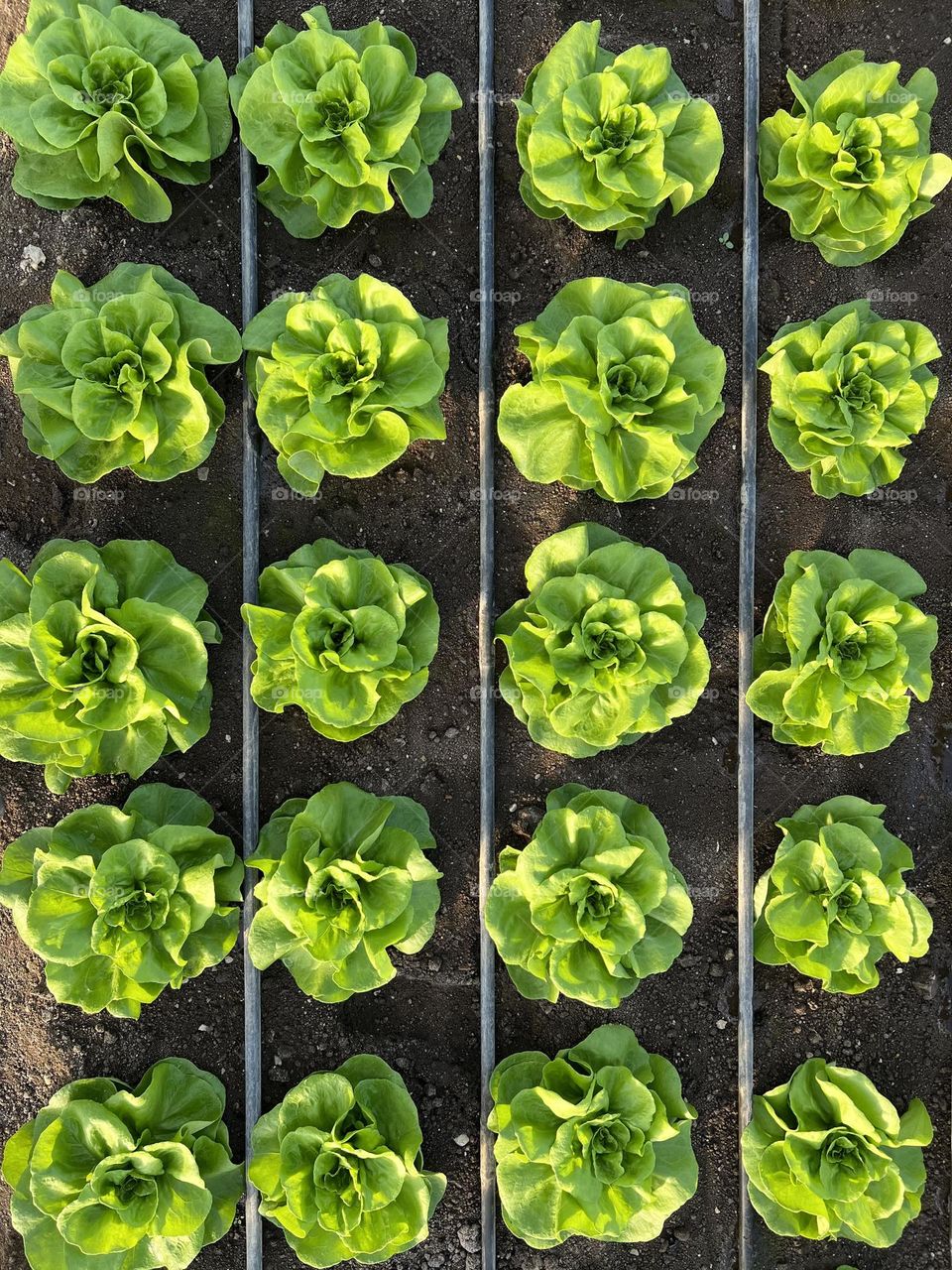 Salad plants