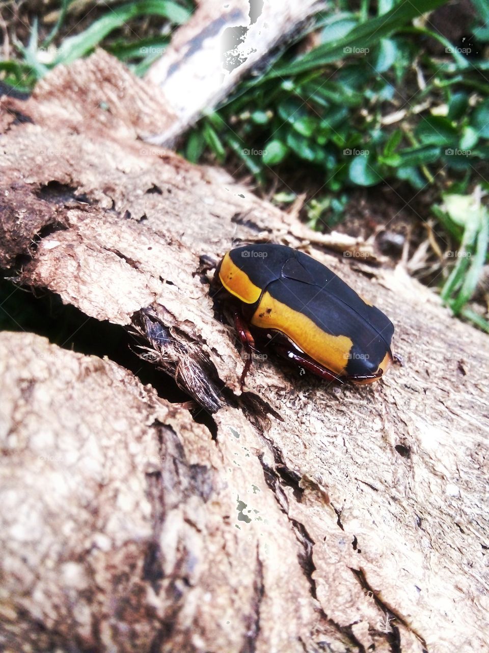 Fruit-tree beetle