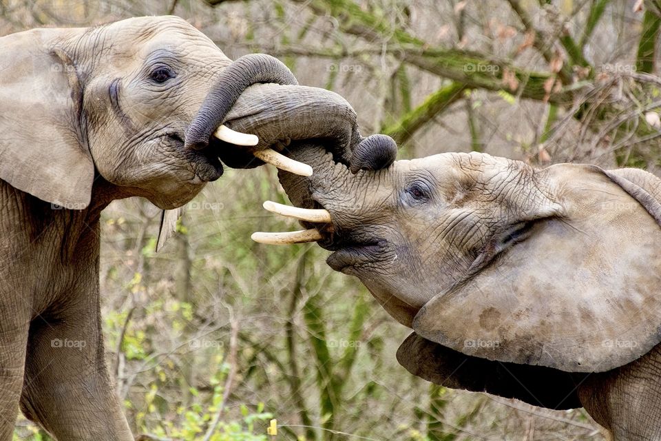 Two young elephants playing with their trunks wrapped around each other