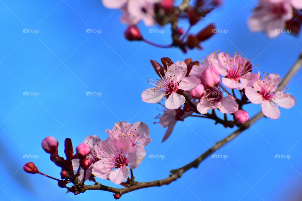 Directly above shot of pink flowers