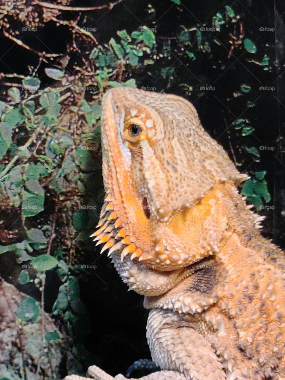 Bearded Dragon