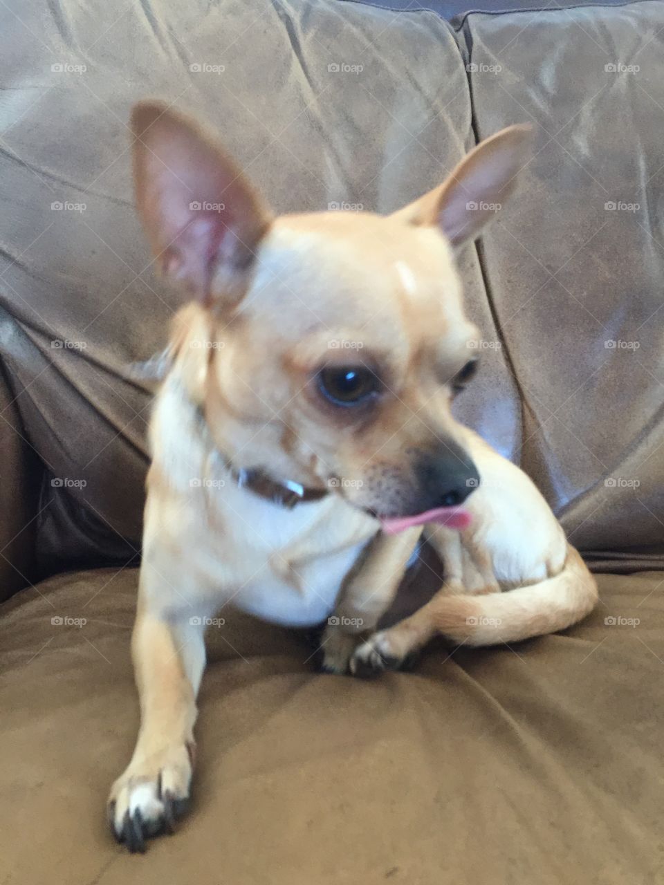 Chihuahua tiny tongue 