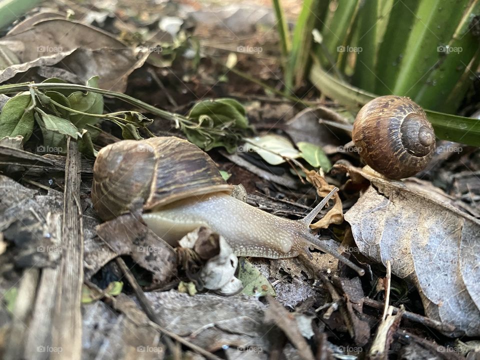 Snail