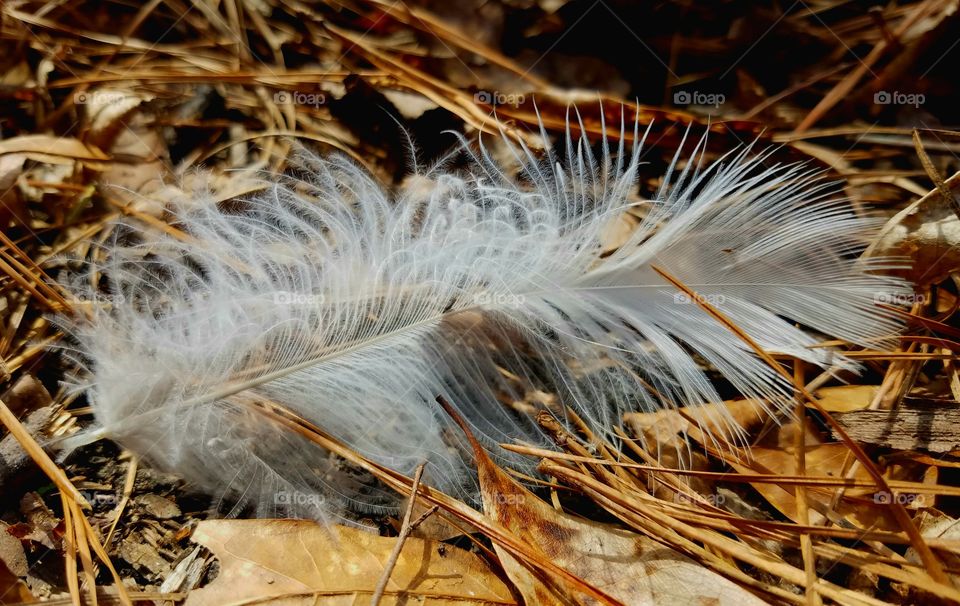 Bird Feather on the Forest Floor