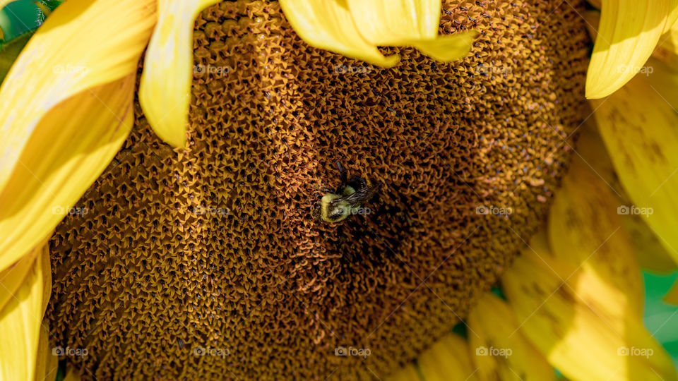 Bee on a sunflower