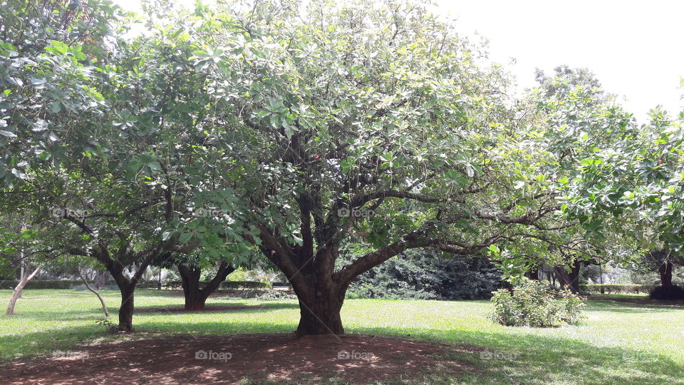 large trunk tree