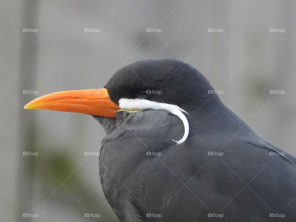 A close up of a bird