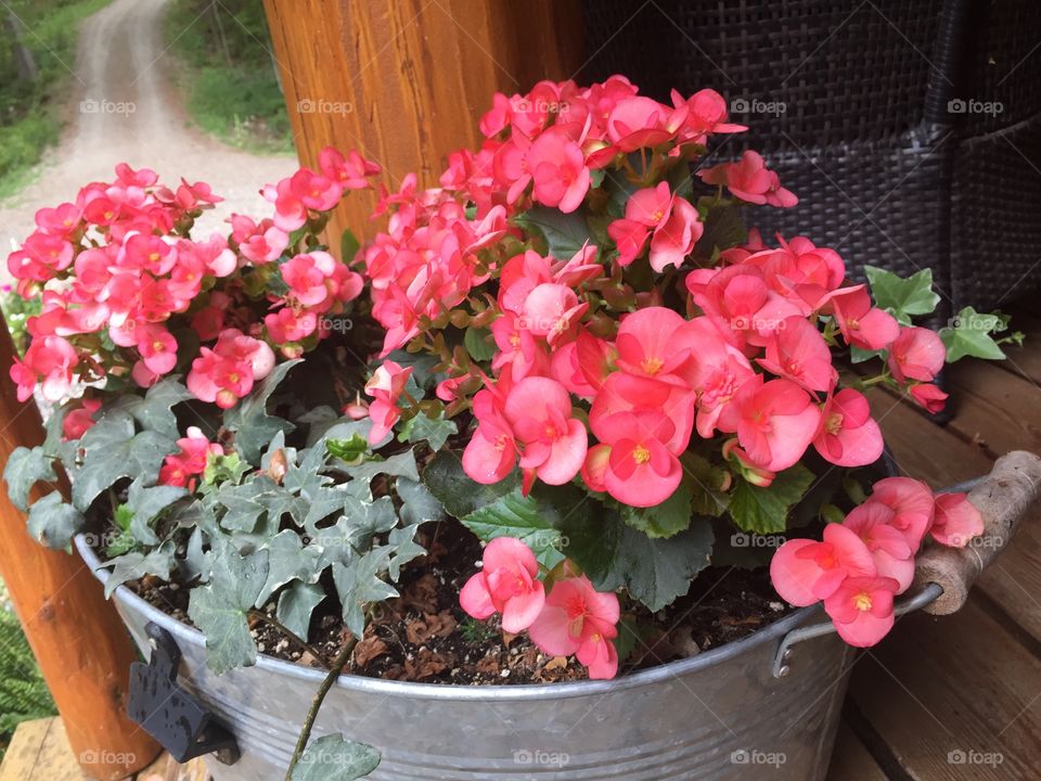 Bright blooming flowers in a pot