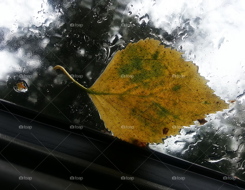 Autumn leaf on glass
