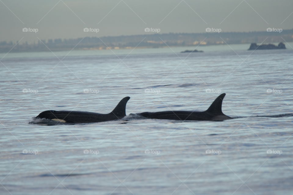 Killer whales cruising 